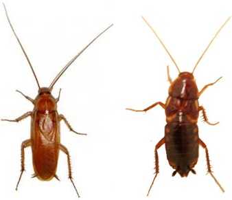 red-runners-blatta-lateralis-shelfordella-tartara-turkistan-roaches