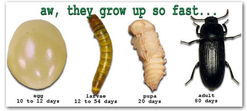 mealworm_stages