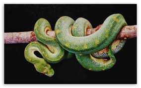 green boa constrictor