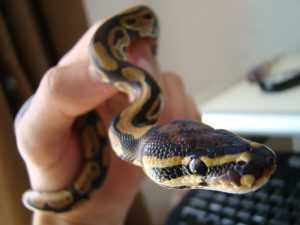 My ball python