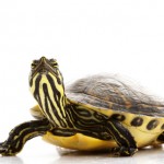 yellow-bellied-slider-turtle-for-sale
