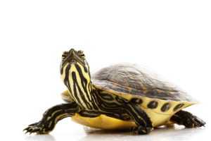 yellow-bellied-slider-turtle-for-sale