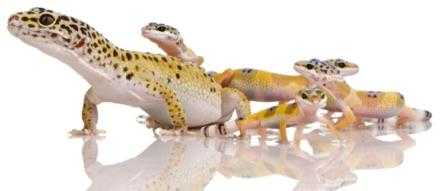 Leopard Gecko family