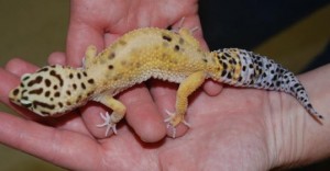 Leopard Gecko handling3