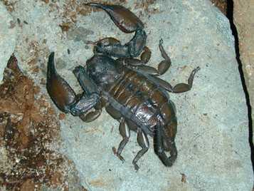 Scorpion Shop