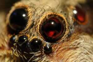 Eyes of a tarantula