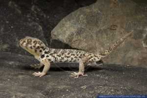 Tibetan Frog-eye Gecko (Teratoscincus roborowskii) 4
