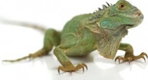 ιγκουανα iguana