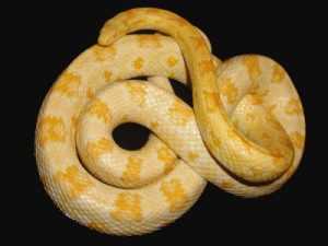 Butter Corn Snake Adult
