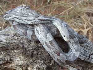Charcoal Corn Snake Adult