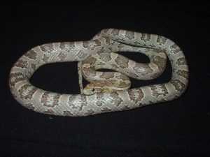 Ghost Corn Snake Adult