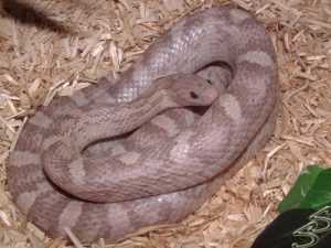 Lavender Corn Snake Adult