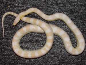 Snow Corn Snake Adult