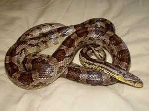 anerythristic corn snake adult