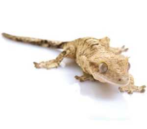 Crested Gecko αγορα