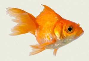 red-oranda-fancy-goldfish