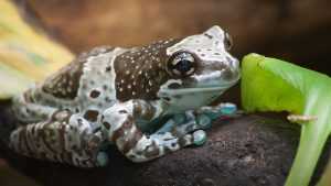 amazon-milk-frog