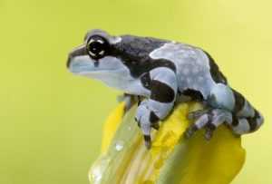 amazon_milk_frog_on_a_flower_by_anginelson