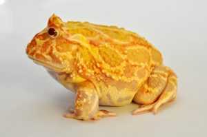 pacman-frog-albino
