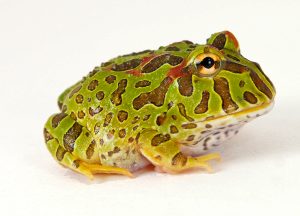 pacman-frog-green-l