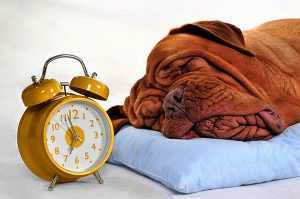 daylight-saving-dog-sleep