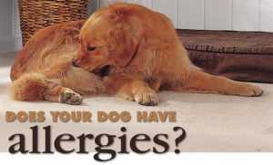 αλλεργιες σκυλων