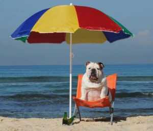 σκυλος ομπρελα ηλιος