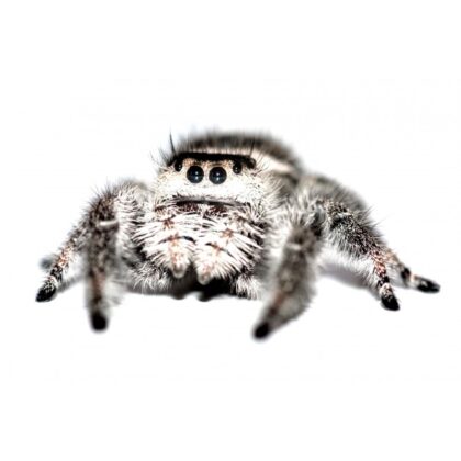 Jumping spider Shop